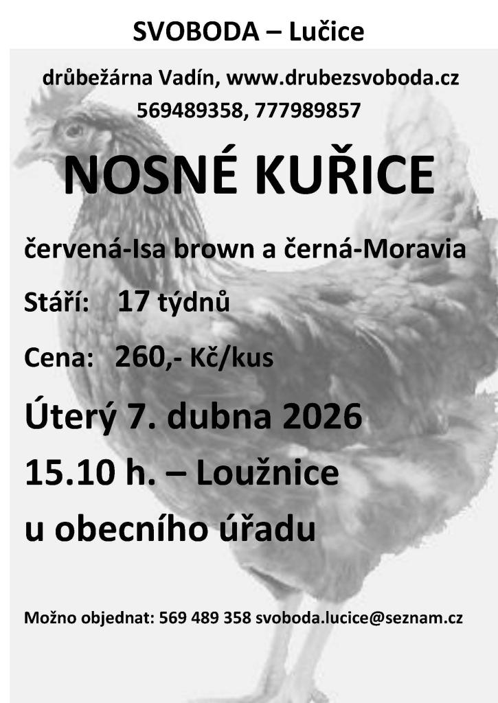 Prodej kuřic